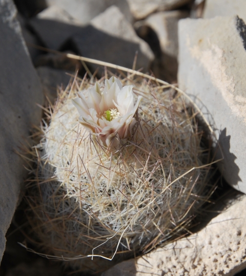 White to pink flower petals erupt near the top center of a globe-shaped plant filled with white and brown needle-like leaves.