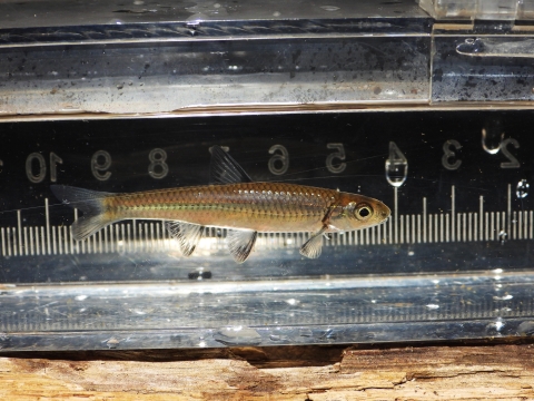 An Ozark shiner in front of a measuring device, showing a length of approximately 6 centimeters