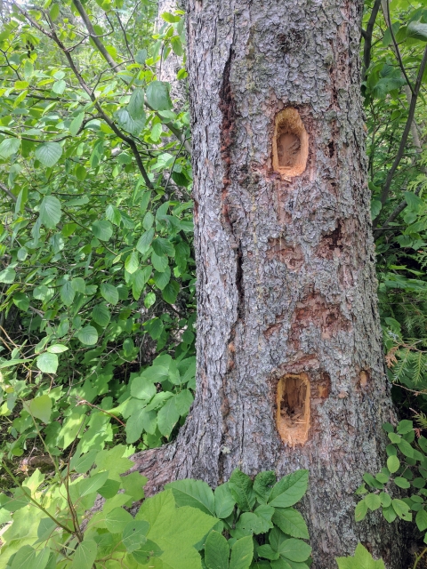 A white spruce tree with rectangular holes from a pileated woodpecker
