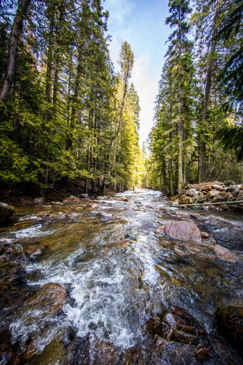 Tall conifers shade Myrtle Creek as it flows downhill