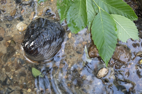 Freshwater mussel in river