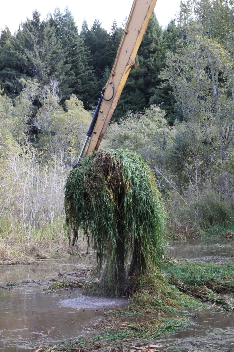 Excavator removing invasive vegetation from Aldergrove Marsh.