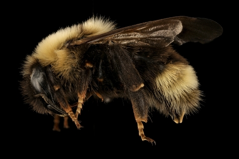 Ashton's cuckoo bumble bee