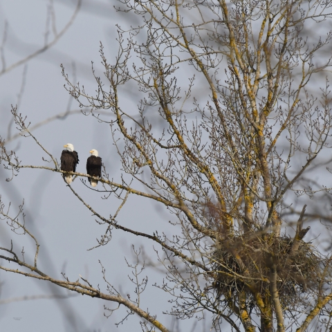 Two large birds with black bodies and white heads perched on dead tree near a large nest