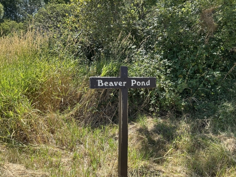 Wooden sign that reads Beaver Pond