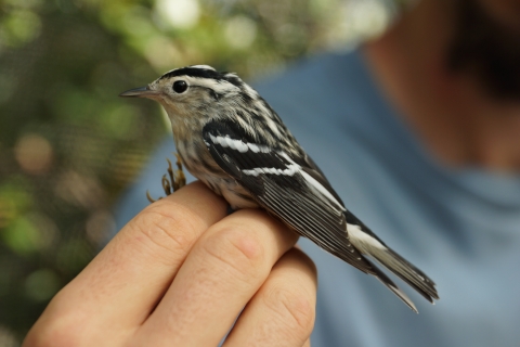 Black-and-white Warbler being held in hand during banding station at Bon Secour National Wildlife Refuge.