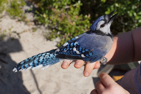 Blue Jay bird being held in hand for bird banding at Bon Secour National Wildlife Refuge