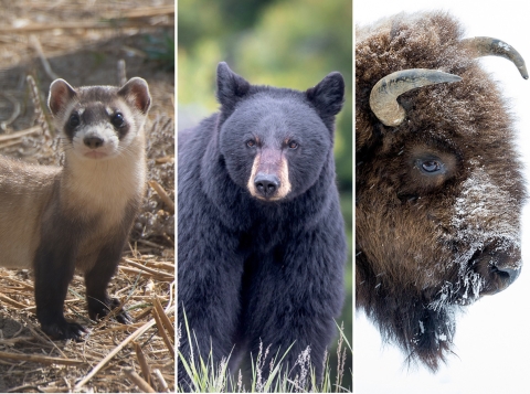 Photo collage of black-footed ferret, black bear, and bison