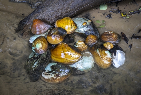 Freshwater mussels on the shore of a river