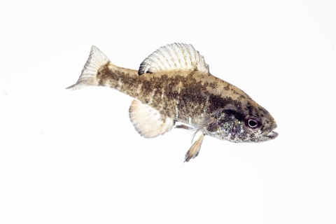 small fish in white fish tank