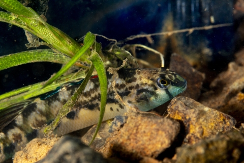 small fish hiding on stream bottom