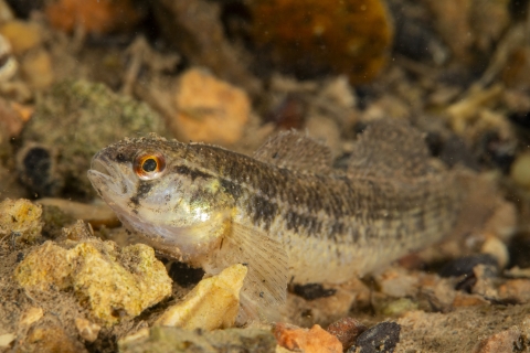 small darter fish on the stream bottom