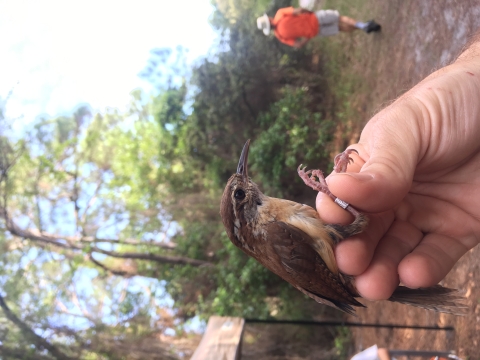 small brown bird called a Carolina wren being held by a hand at a research banding station in Alabama.