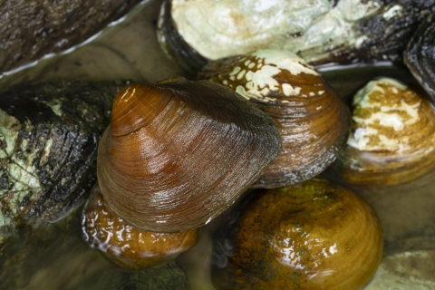 Freshwater mussels at the edge of a river