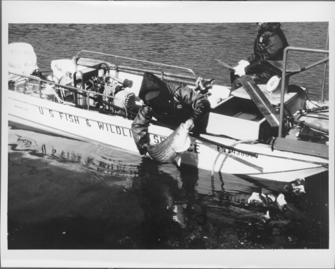 person leaning over the side on an elongated, narrow boat, in the process of placing a large fish (Striped Bass) into the water. Another man is sitting on the bench near the bow of the boat, holding an instrument of some kind. Both men are dressed in heavy jackets. On the side of the boat is the legend "U.S. FISH & WILDLIFE SERVICE" as well as a hull number. In the center of the boat is machinery or motor of some kind. The top of the boat's outboard motor is visible on the back.