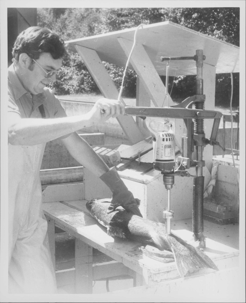 A man, dressed in coveralls, operating an apparatus that appears to consist of an electric drill mounted on a short metal pole, with an moveable metal arm. He is using the apparatus on a large fish (Chinook Salmon) that is placed on a wooden table in the center of the frame. In the background there appears to be a small wooden frame canopy.