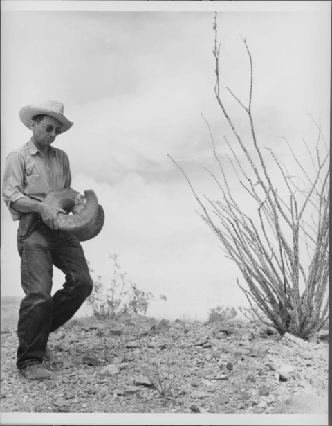 Man walking into the frame from the left, carrying in his hands the curved horns and upper portion of the skull of a Desert Bighorn Sheep. The man wears dark-colored pants, light-colored shirt (collared and long-sleeved), as well as a pair of sunglasses and a straw hat. The area is a desert environment, with a scraggly growth of vegetation on the right.