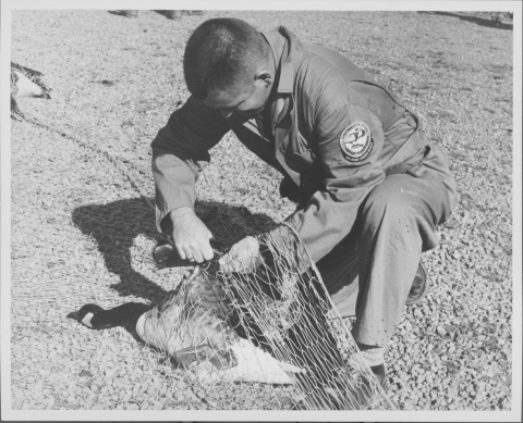 close-up of a man kneeling down and in the process of removing a goose (on the ground) from a large net. He's holding one of the goose's wings with one had while untangling the same wing from the net.