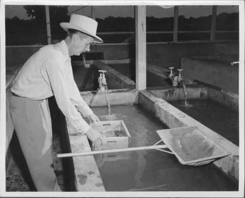 Man leaning over a rectangular fish tank with concrete walls just below the level of his waist; he's holding a small box-like apparatus. The man wears a broadbrimmed hat, and is smoking a pipe. A mid-sized fishing net with a short wooden pole is placed across the tank in the foreground. Other tanks are visible in the background and to the right. All feature water spigots at one end of the tank. In the background is a wall that features a line of windows; visible through the windows are a line of trees.