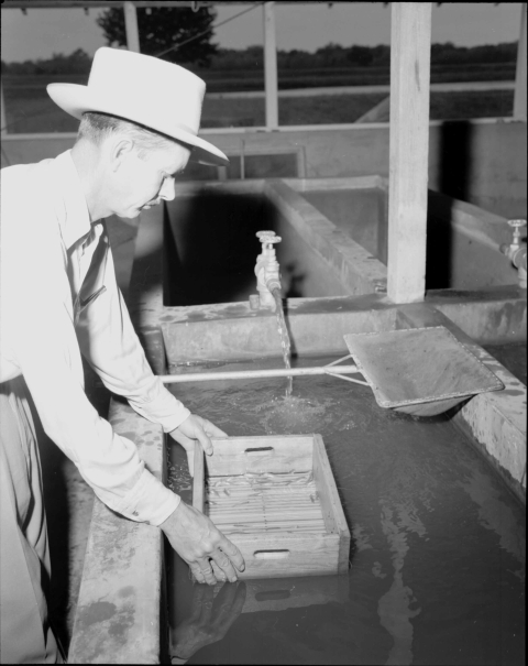 Man leaning over a medium-sized tank filled with water - the concrete side walls come up to just below his waist-level. He is holding (with both hands) a small rectangular box with low side walls and an open top (it's used to grade the immature fish); the box is just on top of the water's surface. a medium-sized net, rectangular in shape, and mounted on a pole, is placed across the tank to his left. Water is pouring into the tank from a spigot mounted on the back wall of said tank.