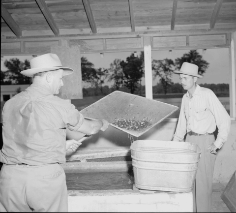 Man on the left foreground, lifting a medium-sized rectangular net over a large rectangular fisheries tank. A medium-sized square metal bucket is placed on the end wall of the tank. Another man stands behind the bucket, apparently holding it. They scene takes place in a hatchery building - the rear wall features a row of windows, through which can be seen what appears to be a body of water, a line of trees, and (on the far left) a structure or building.