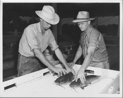 Two men each placing a fish (Catfish) on to a table with short raised side walls. Both men wear broadbrimmed hats. They are in a hatchery building, and a medium sized metal pail is just visible behind them. A number of hatchery tanks (with water spigots) can be seen in the background. The rear wall features windows, through which can be seen a line of trees in the distance.