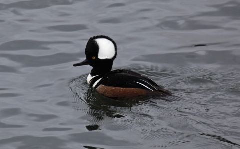a hooded merganser, type of duck, swimming in the water