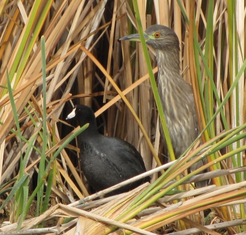 American coot and black-crowned night-heron stand side by side in the reeds