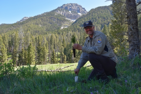A person holds a tree seedling with forested mountains in the background under clear blue skies.