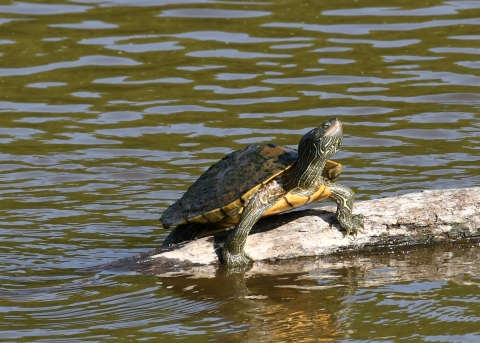 A northern map turtle basking in the sun on a log