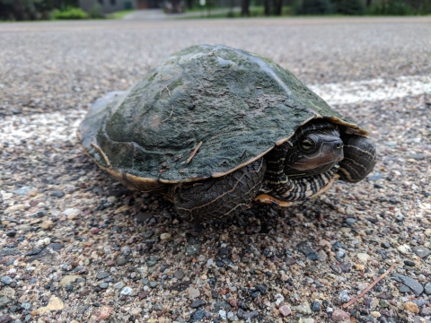 Northern map turtle on a road