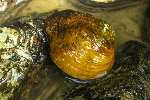 Freshwater mussel on the edge of a river