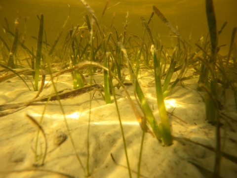 Outplanted Turtle seagrass underwater in Tampa Bay, Florida.
