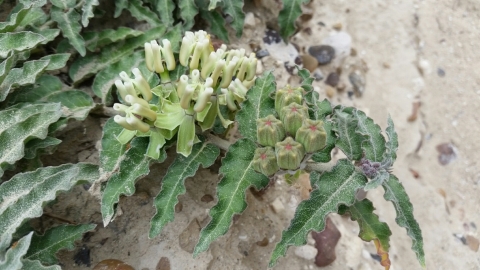 Prostrate milkweed in bloom