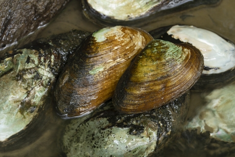 Freshwater mussels arranged on the shore of a river
