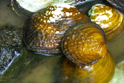 Freshwater mussels on the side of a stream