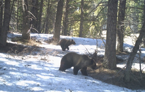 A sow grizzly bear with cub is shown walking in a forest with snow.
