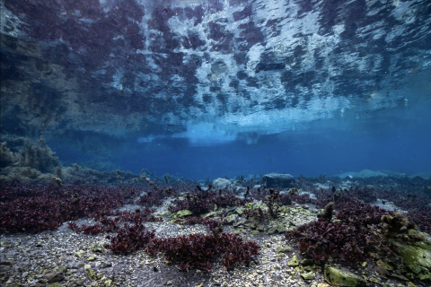 underwater in spring