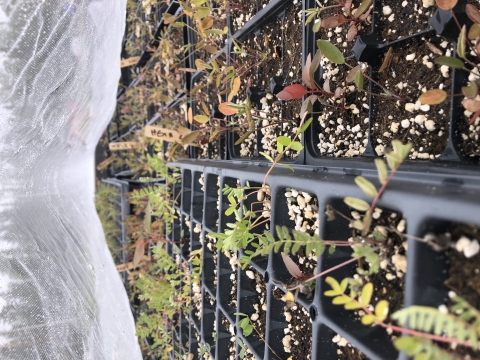 Native alpine milkvetch and northern sweetvetch seedlings planted in trays by Salcha-Delta Soil and Water Conservation District.
