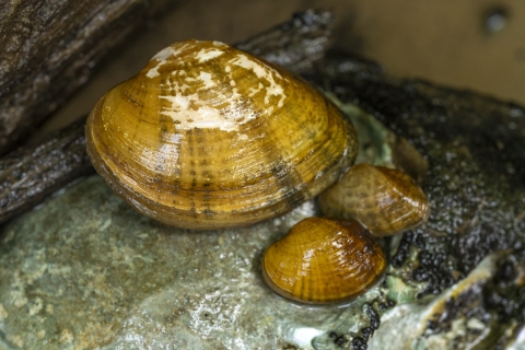 small freshwater mussels next to a larger mussel
