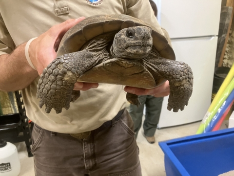 A man holds a gopher tortoise. 