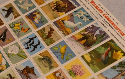 Wildlife portraits stamps