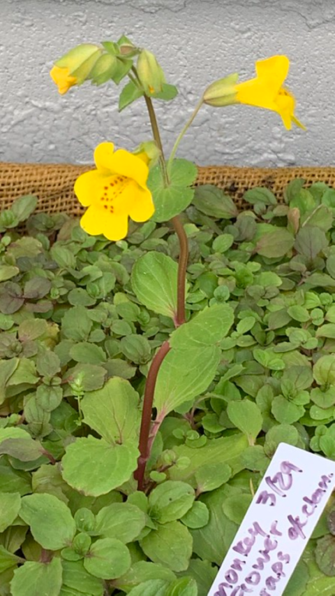 Yellow monkey flower growing at nursery with label.