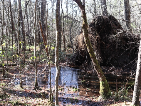 Water pooled at the ground surface, surrounded by small trees