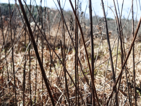 Several dead stems on the edge of a field