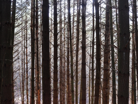 Numerous parallel tree trunks with small, dead branches coming off them