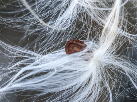 Lone seed surrounded by tufts of fiber