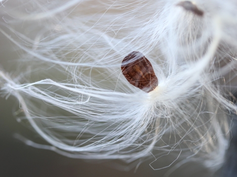 Lone seeds surrounded by tufts of fiber