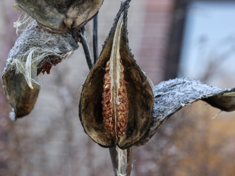 Open husk with numerous seeds inside