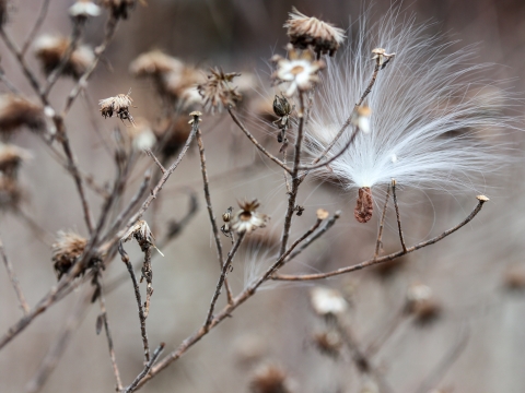Milkweed seed with tufts caught in branches of a small bush